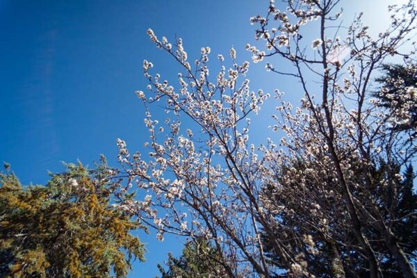 Almendro en flor en Grazalema, Cádiz