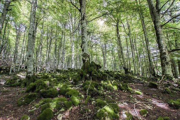 Parque Natural de Urbasa
