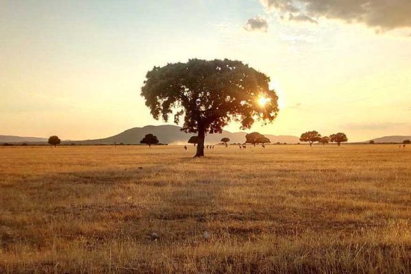 parque nacional de cabañero