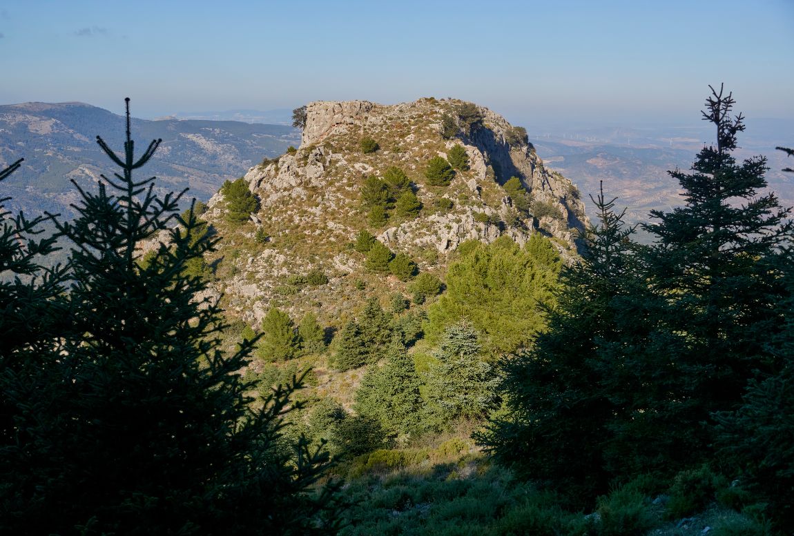 pinsapar