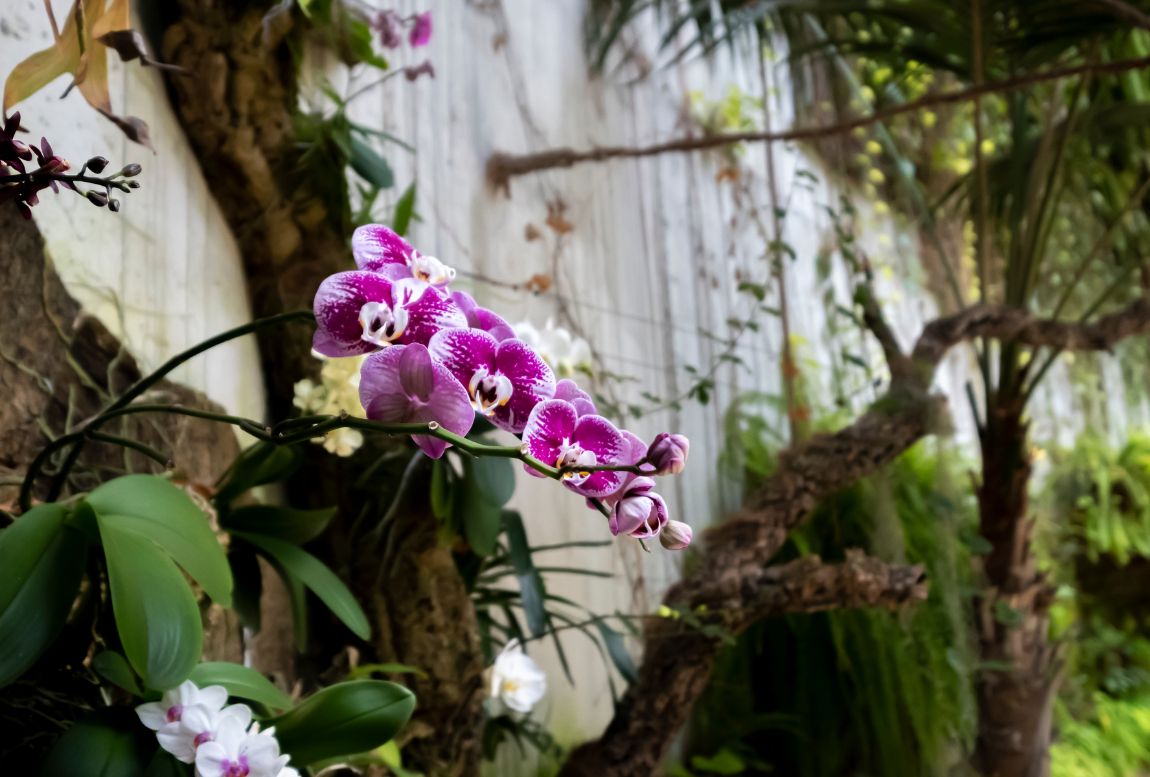 orquideas estepona