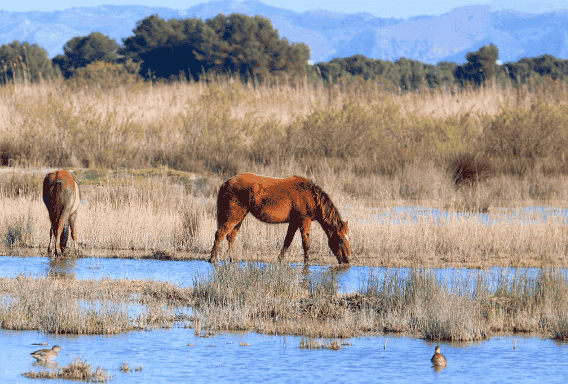 Parque Natural de Albufera