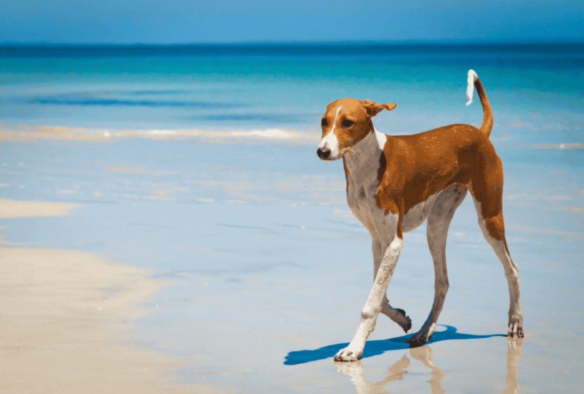 Playa perros menorca
