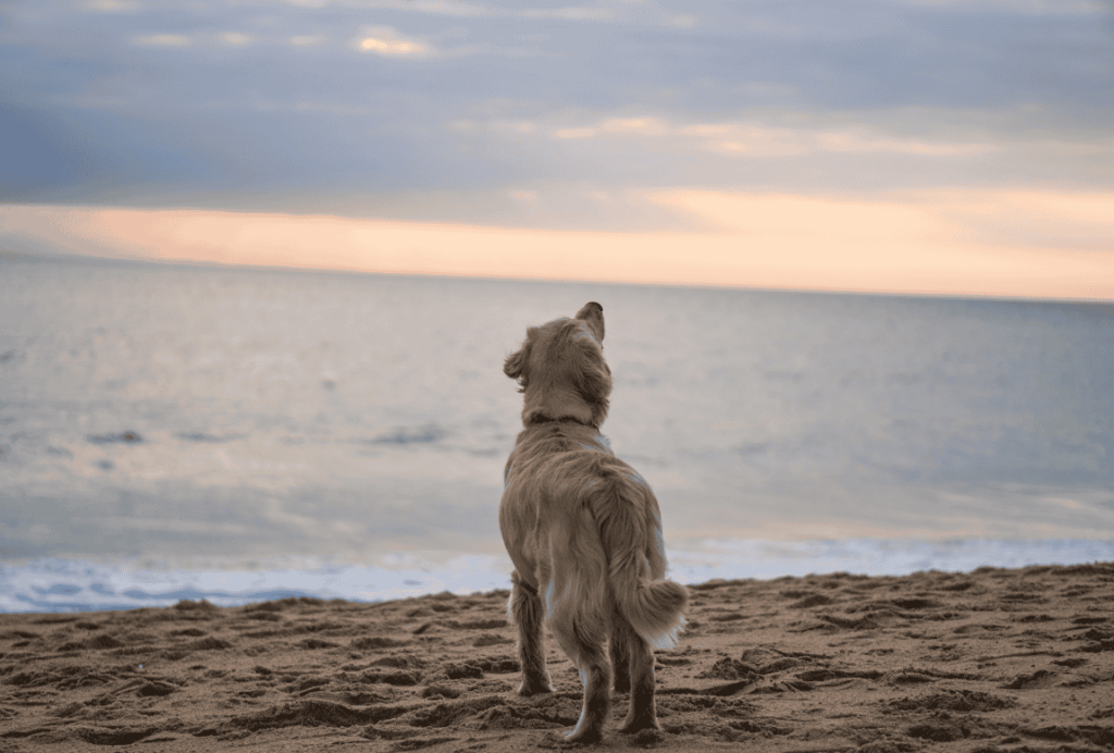 playa perros