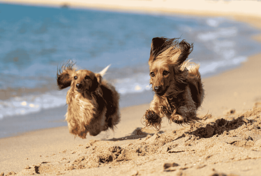 playa perros